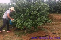 柑橘的施肥原則、施肥時間以及施肥數(shù)量簡介