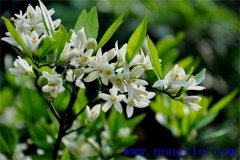 柑橘花期是什么時候，如何管理、用什么農(nóng)藥