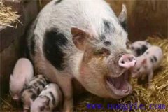 母豬咬仔豬是什么原因、怎么辦、如何預(yù)防