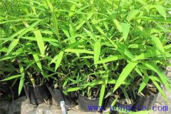 雞毛竹產(chǎn)地是哪里，有哪些特點(diǎn)？