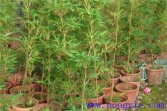 唐竹的特點(diǎn)和用處都有哪些？