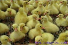 剛買回來的鵝苗如何飼養(yǎng)，如何預(yù)防疾病？
