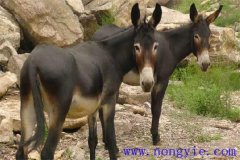 驢子一年繁殖幾次，一胎生多少個仔驢？