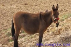 騾子為什么不能生育，騾子和驢的區(qū)別在哪里？