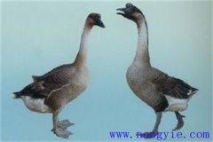 馬崗鵝能長多大？馬崗鵝與獅頭鵝的區(qū)別有哪些