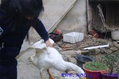 家里怎樣殺鵝，殺鵝怎么拔毛最快干凈？