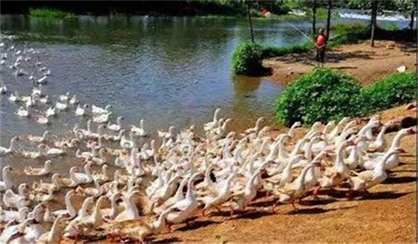 五龍鵝一年產(chǎn)多少蛋