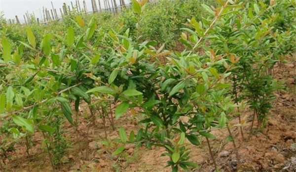 現代石榴產業(yè)對優(yōu)質苗木的要求
