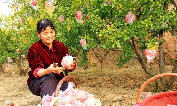 乾縣、禮泉御石榴產(chǎn)區(qū)