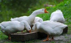 怎樣養(yǎng)鵝，規(guī)模養(yǎng)鵝需要什么樣的環(huán)境和場地