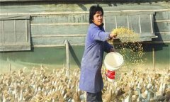 怎樣養(yǎng)鴨才能多產(chǎn)蛋，這10個技巧可借鑒