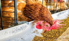 雞浪費(fèi)飼料？告訴你養(yǎng)雞省料的小竅門(mén)