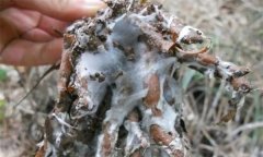 蒼術(shù)白絹病有何癥狀，怎樣防治蒼術(shù)白絹?。? /></a>
            <a href=