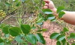 金剛藤有何藥用價值？臨床應用如何？