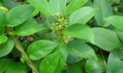 我國(guó)金剛藤制劑發(fā)展現(xiàn)狀與前景如何？