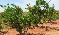 石榴樹對土壤條件的要求有哪些？