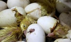 鵝苗出殼前注意什么，剛出生的小鵝要保溫幾天