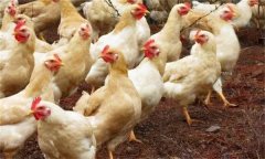 什么是育成雞?育成雞飼養(yǎng)管理的十大技術(shù)要點