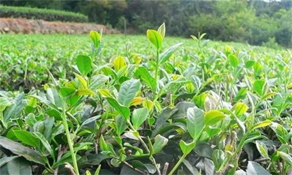 如何預防茶樹旱害的發(fā)生