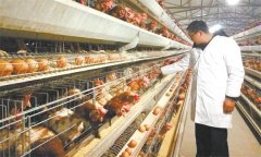 怎樣控制蛋重,控制蛋重的適宜時(shí)期是什么時(shí)候