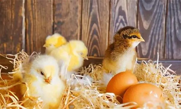 0～2周，濕度控制在70%左右