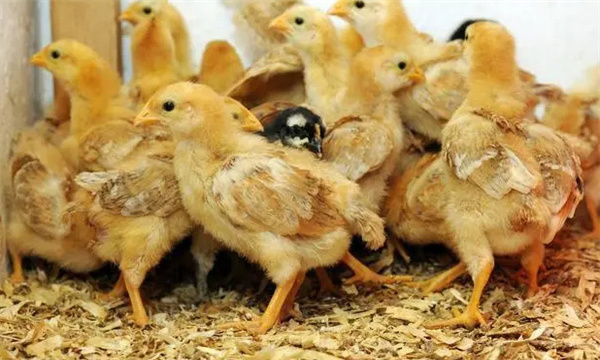 3～4周，濕度控制在60%左右