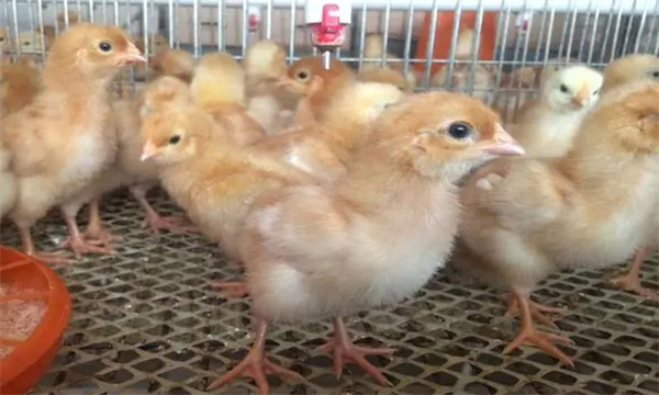 5～6周，濕度控制在50%左右