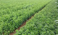 白術(shù)生長需要什么樣的環(huán)境條件？