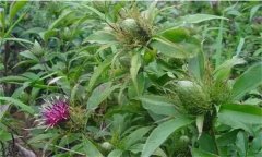 白術(shù)的主要蟲害有哪些，如何防治？