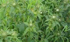 白術(shù)的主要病害有哪些？其防治方法如何？