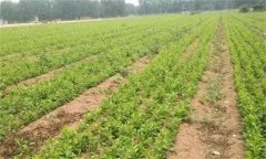 白術(shù)的主要田間管理技術(shù)有哪些？