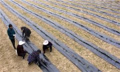 茶苗地膜覆蓋栽培有哪些好處，具體方法是什么
