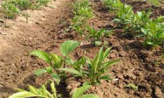 白術(shù)栽培如何選地，如何施肥、如何留種？