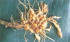 如何防治蒼術(shù)根結(jié)線蟲病，它有危害癥狀？