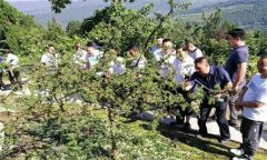 花椒肥料的選擇、施肥時(shí)間和施肥量如何掌握