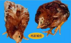 雞呼吸道疾病有哪些，防治治療的重點是什么？