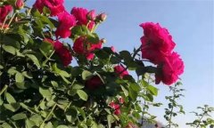 可食用玫瑰花品種有哪些，玫瑰花如何食用？