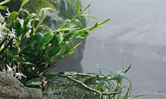石斛需要什么樣的生長環(huán)境？
