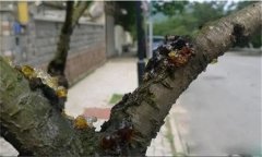 花椒樹(shù)流膠病用什么藥防治，如何預(yù)防？