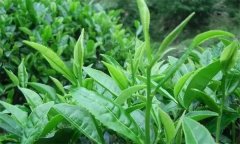 什么叫做采摘周期，什么時間采摘茶葉為宜？