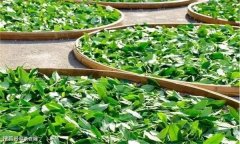 茶葉鮮葉要進(jìn)行攤放，鮮葉攤放具體方法是什么