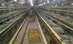 雞場(chǎng)光照制度的意義，青年雞如何控制光照？