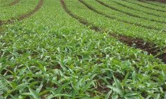 半夏的主要蟲害有哪些？如何防治？