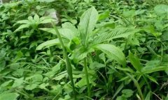 半夏的主要病害有哪些？應(yīng)如何防治？