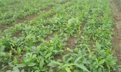 半夏的田間管理技術(shù)主要有哪些？