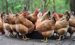 蛋雞的喂料問題，包括蛋雞喂料次數(shù)和時(shí)間等