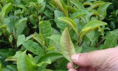 茶橙癭螨為害癥狀，如何防治茶橙癭螨為害？