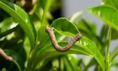 茶尺蠖防治方法，如何防治茶尺蠖為害？