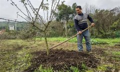 花椒追肥用什么肥料？花椒追肥方法和注意事項(xiàng)