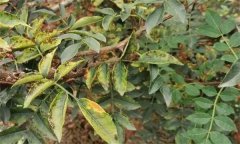 花椒落葉病發(fā)病規(guī)律，花椒落葉病的防治方法